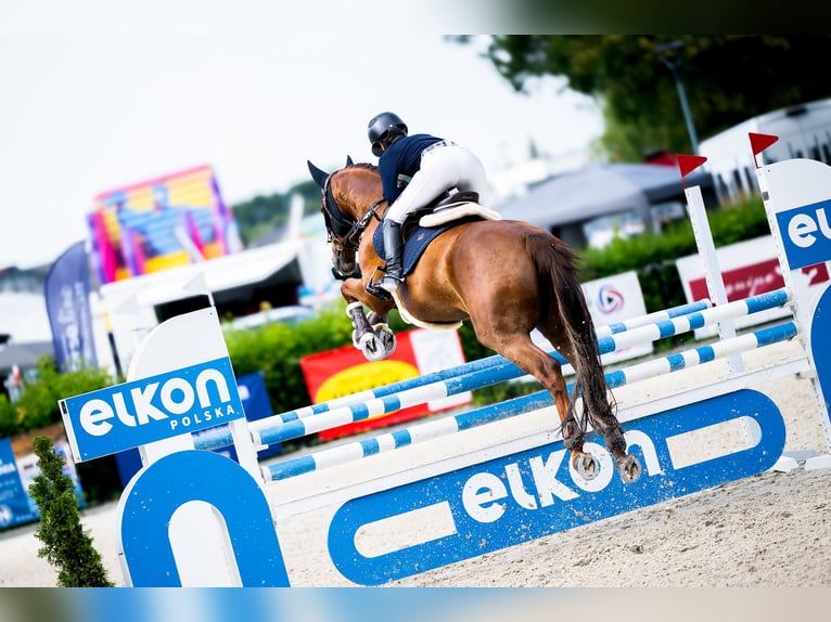 Zangersheide Ruin 8 Jaar 160 cm Donkere-vos in Kraków