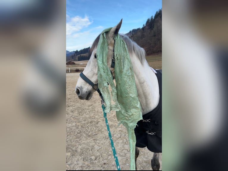 Zangersheide Ruin 8 Jaar 168 cm Zwartschimmel in Auen
