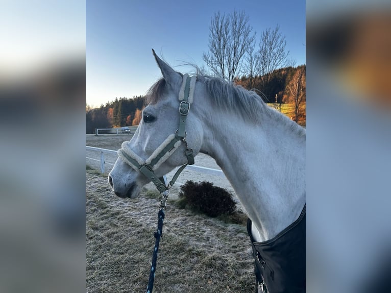 Zangersheide Ruin 8 Jaar 168 cm Zwartschimmel in Auen