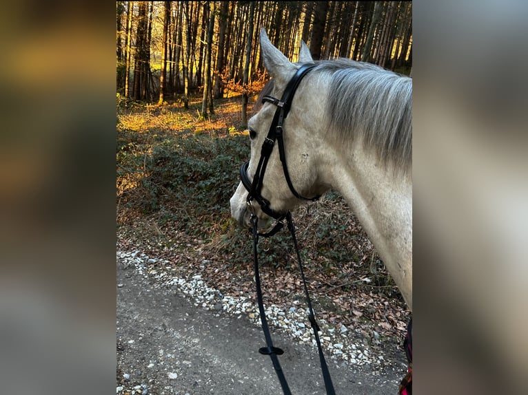 Zangersheide Ruin 8 Jaar 168 cm Zwartschimmel in Auen