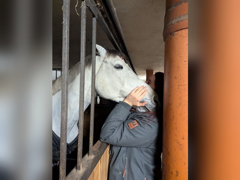 Zangersheide Ruin 8 Jaar 168 cm Zwartschimmel in Auen