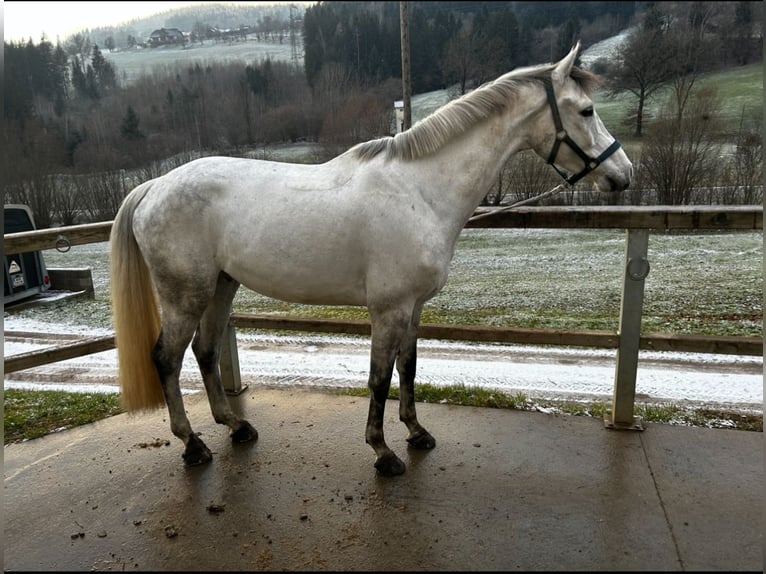 Zangersheide Ruin 8 Jaar 168 cm Zwartschimmel in Auen