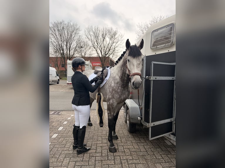 Zangersheide Ruin 8 Jaar 169 cm Schimmel in Eemnes
