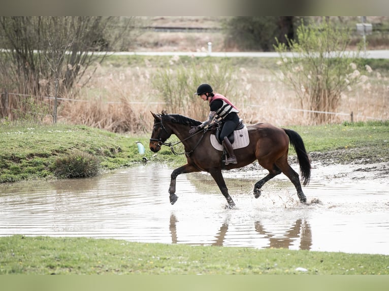 Zangersheide Ruin 8 Jaar 170 cm Donkerbruin in St. Veit an der Glan