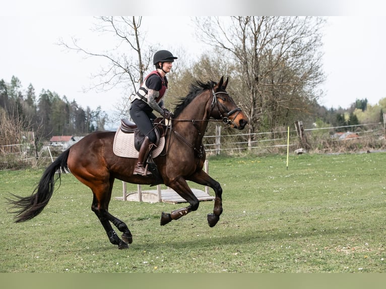 Zangersheide Ruin 8 Jaar 170 cm Donkerbruin in St. Veit an der Glan