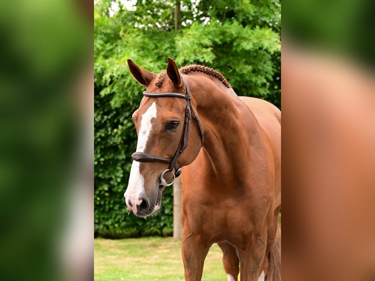 Zangersheide Ruin 8 Jaar 170 cm Vos in Bladel
