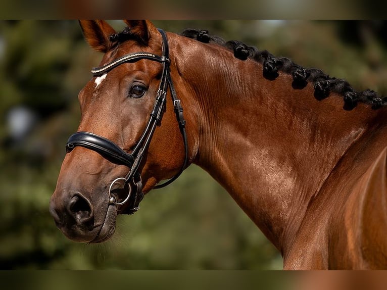 Zangersheide Ruin 8 Jaar 171 cm  in Kaulille