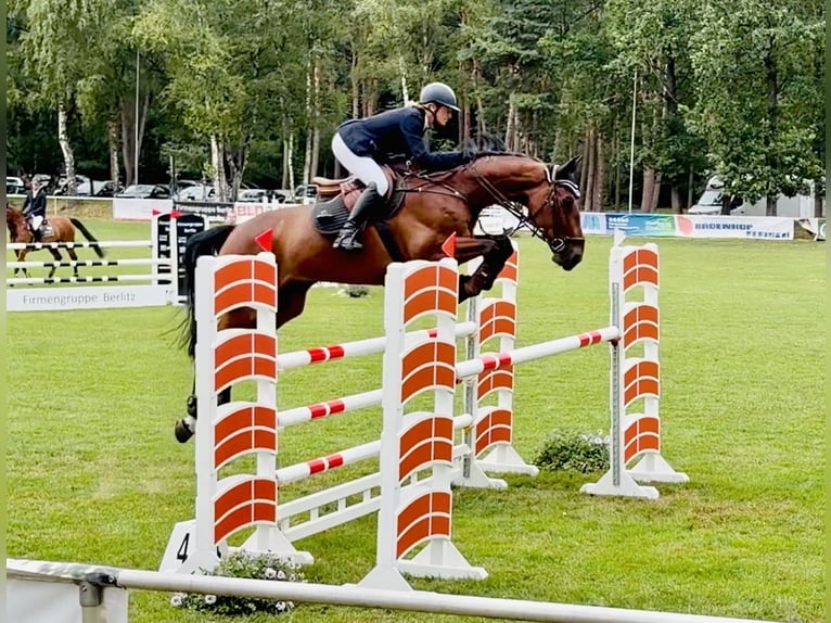 Zangersheide Ruin 8 Jaar 173 cm Bruin in Martfeld