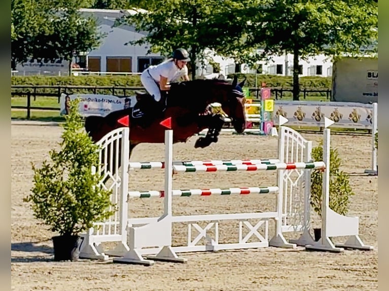 Zangersheide Ruin 8 Jaar 173 cm Bruin in Martfeld