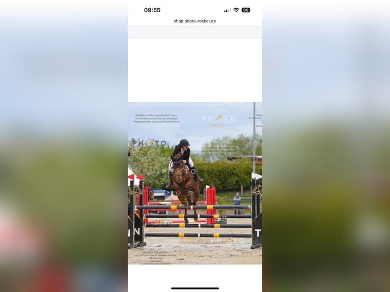 Zangersheide Ruin 8 Jaar 173 cm Donkere-vos in Kisdorf