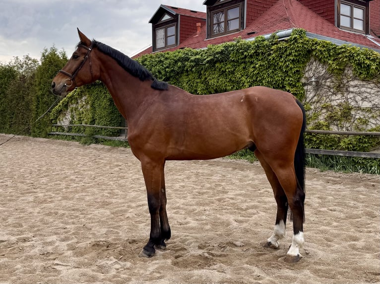 Zangersheide Ruin 8 Jaar 174 cm Bruin in Prague