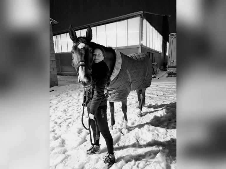 Zangersheide Ruin 8 Jaar 175 cm Donkerbruin in Heusden zolder