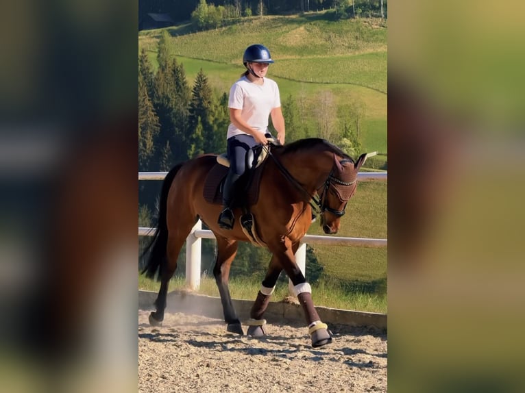Zangersheide Ruin 9 Jaar 165 cm Bruin in Schladming