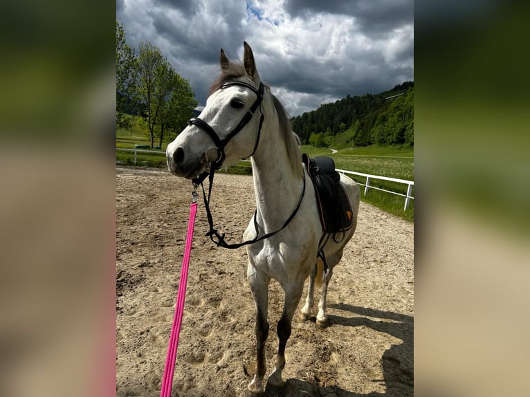 Zangersheide Ruin 9 Jaar 165 cm Schimmel in Wolfsberg