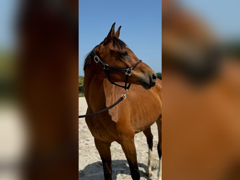 Zangersheide Ruin 9 Jaar 167 cm Bruin in Liege