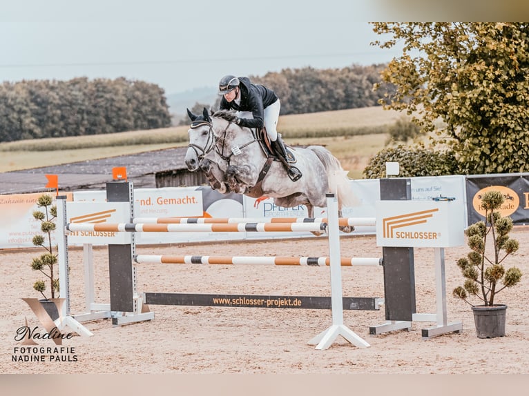 Zangersheide Ruin 9 Jaar 167 cm Schimmel in Gerstetten