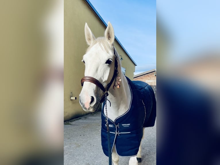 Zangersheide Ruin 9 Jaar 167 cm Schimmel in Stockerau