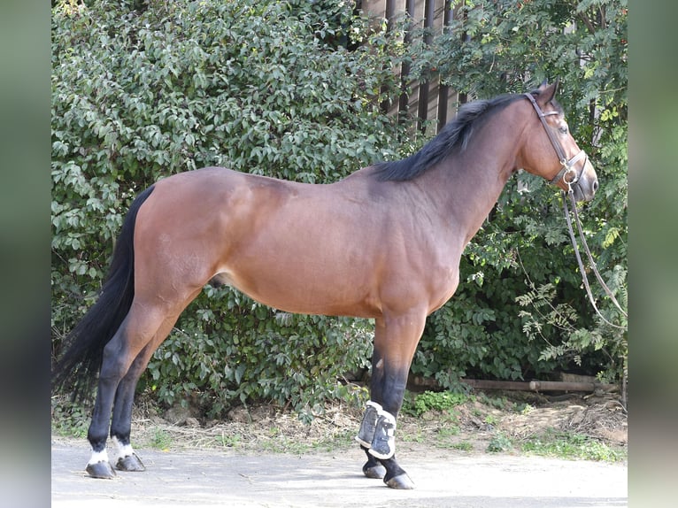 Zangersheide Ruin 9 Jaar 168 cm Bruin in Geilenkirchen