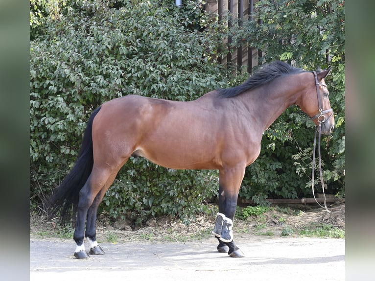 Zangersheide Ruin 9 Jaar 168 cm Bruin in Geilenkirchen