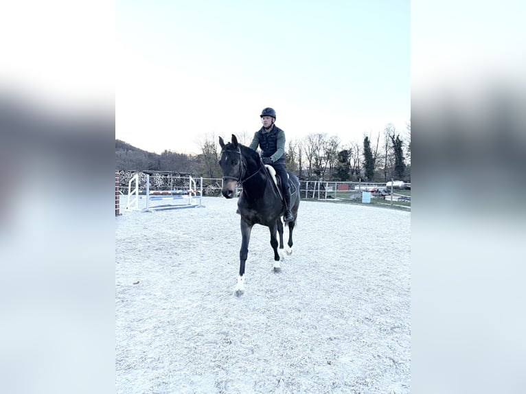 Zangersheide Ruin 9 Jaar 168 cm Donkerbruin in Seewen SO