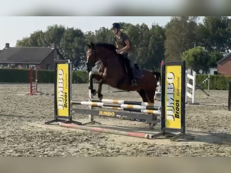 Zangersheide Ruin 9 Jaar 169 cm Bruin in Oud Gastel