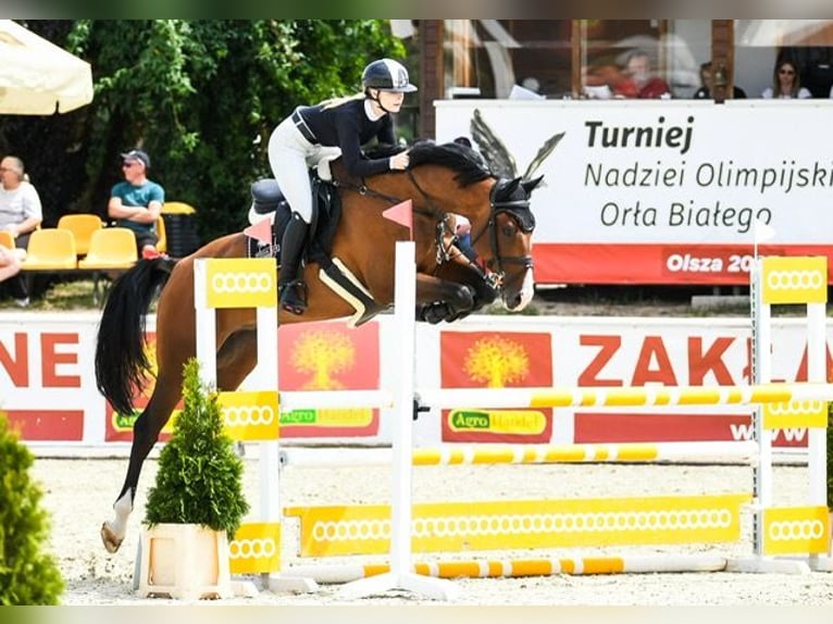 Zangersheide Ruin 9 Jaar 169 cm Roodbruin in SzczytnikiK&#xF3;rnik
