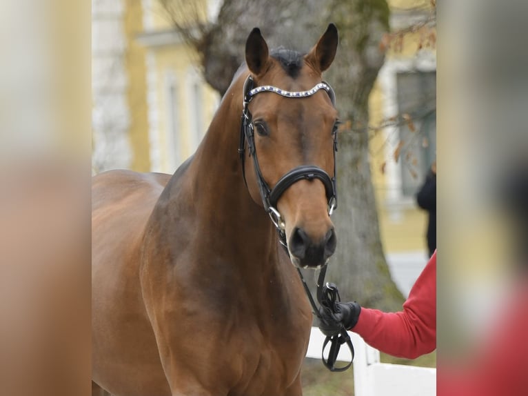 Zangersheide Ruin 9 Jaar 175 cm Bruin in Ermensee