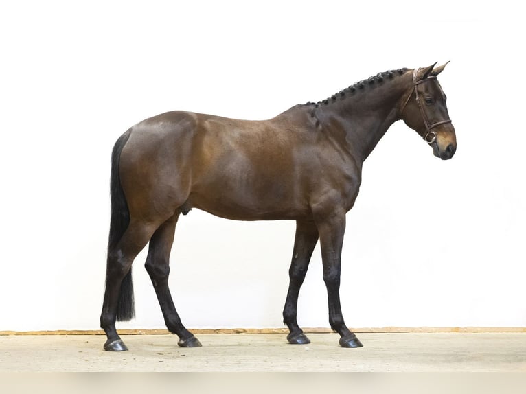 Zangersheide Ruin 9 Jaar 176 cm Bruin in Waddinxveen