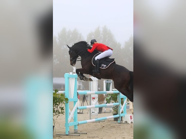 Zangersheide Ruin 9 Jaar 177 cm Zwartbruin in Pau