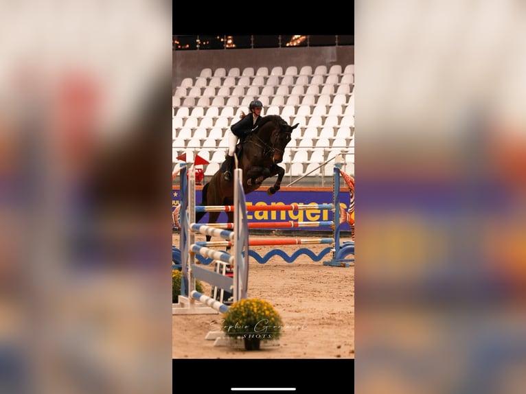 Zangersheide Ruin 9 Jaar 183 cm Donkerbruin in Lanaken