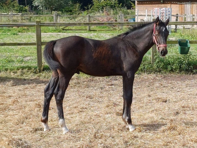 Zangersheide Semental 1 año 100 cm Tordo in GROTE-BROGEL