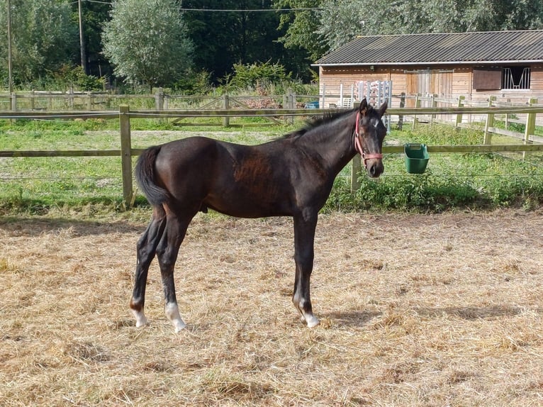 Zangersheide Semental 1 año 100 cm Tordo in GROTE-BROGEL