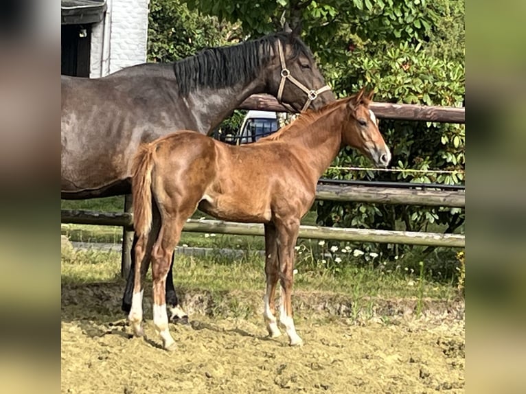 Zangersheide Semental 1 año 125 cm Alazán in Kevelaer