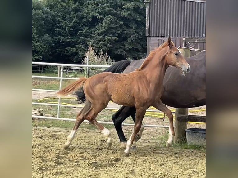 Zangersheide Semental 1 año 125 cm Alazán in Kevelaer