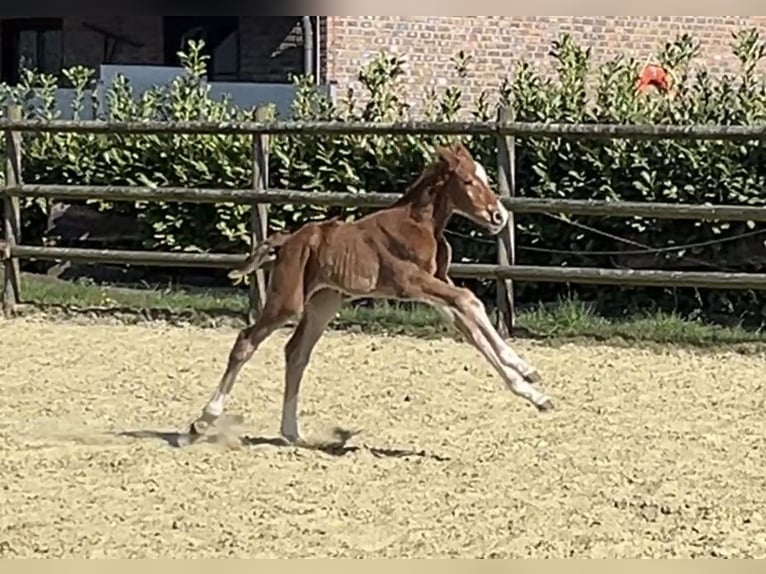 Zangersheide Semental 1 año 125 cm Alazán in Kevelaer