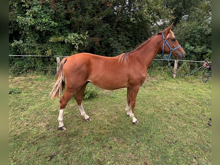 Zangersheide Semental 1 año 146 cm Alazán in Satow