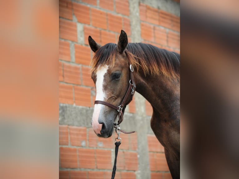 Zangersheide Semental 1 año 150 cm Tordo in Vaulx-Vraucourt