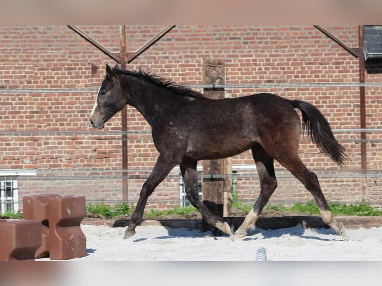 Zangersheide Semental 1 año 150 cm Tordo in Vaulx-Vraucourt