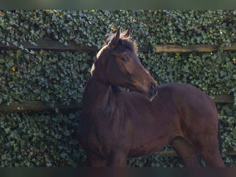 Zangersheide Semental 1 año 152 cm Castaño in Waddinxveen