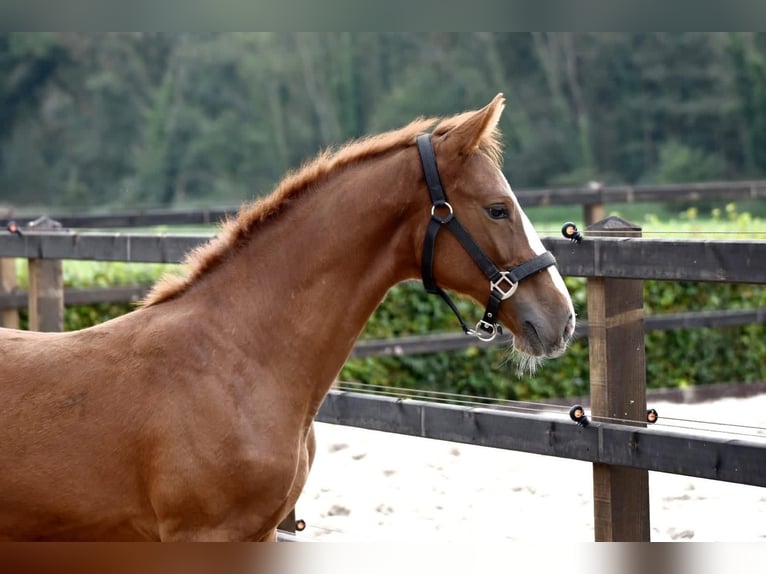 Zangersheide Semental 1 año 155 cm Alazán in Nuenen