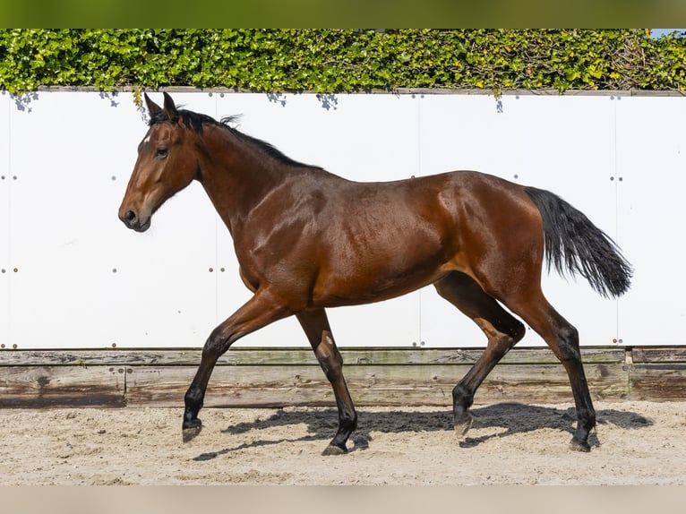 Zangersheide Semental 1 año 155 cm in Waddinxveen