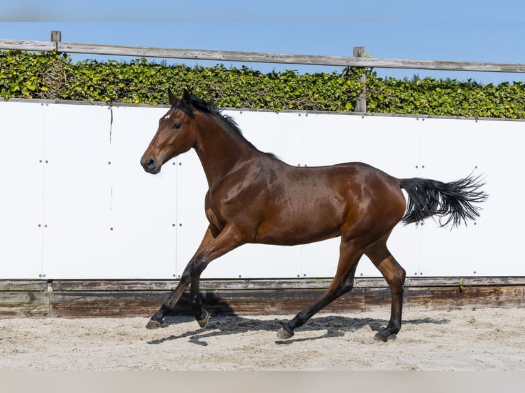 Zangersheide Semental 1 año 155 cm in Waddinxveen