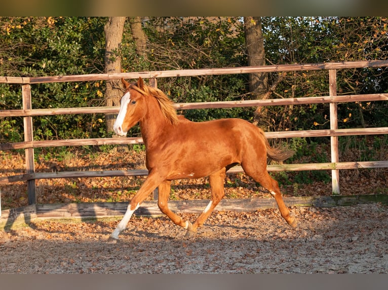Zangersheide Semental 1 año 156 cm Alazán in GROTE-BROGEL