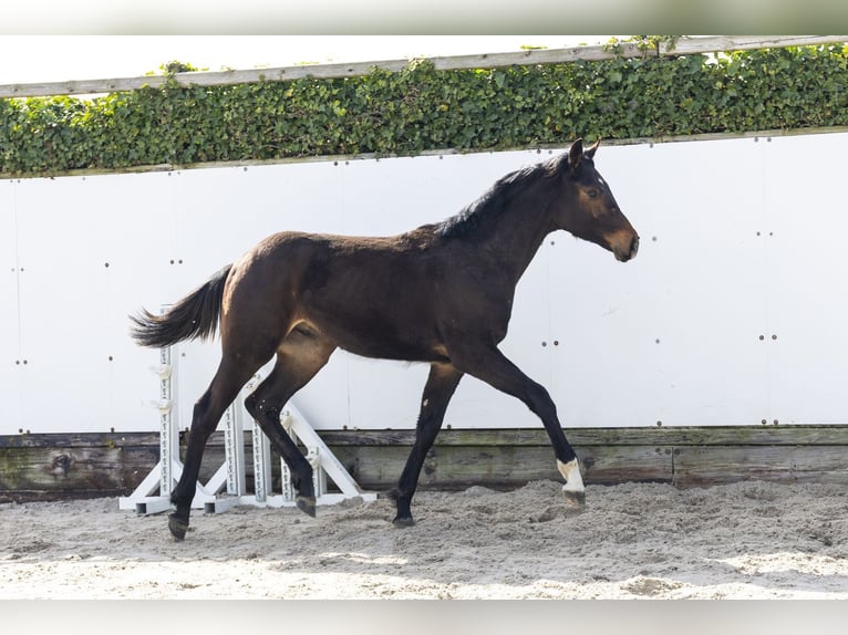 Zangersheide Semental 1 año 158 cm Castaño in Waddinxveen
