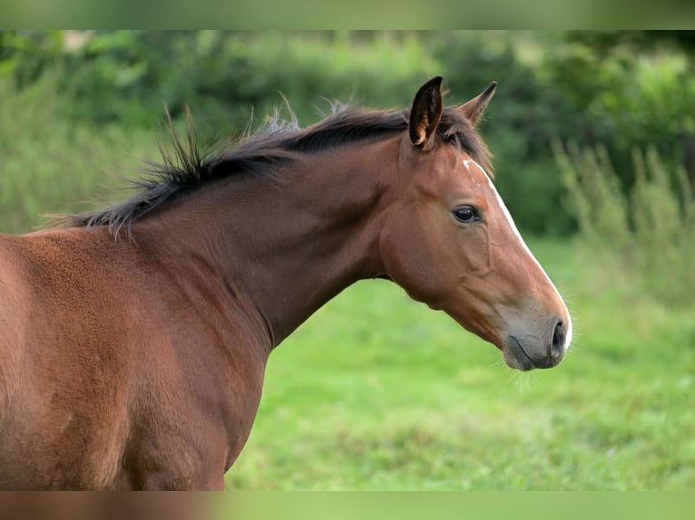 Zangersheide Semental 1 año 168 cm Tordillo negro in Oetingenkester