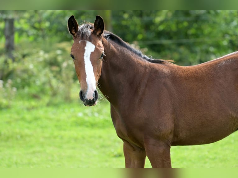 Zangersheide Semental 1 año 168 cm Tordillo negro in Oetingenkester