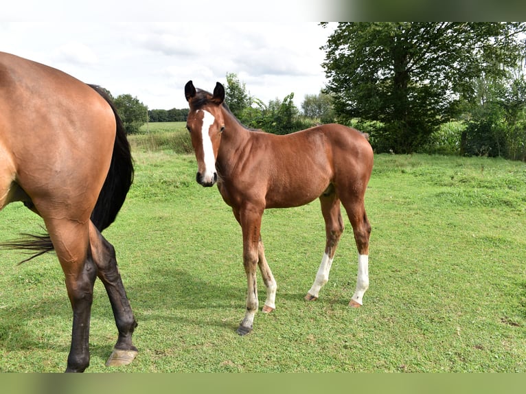 Zangersheide Semental 1 año 168 cm Tordillo negro in Oetingenkester