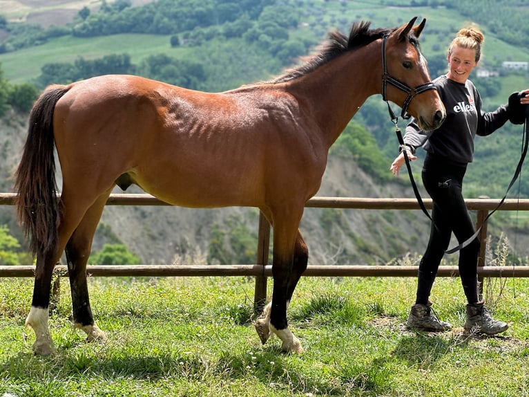 Zangersheide Semental 1 año 170 cm Castaño in BisentiBisenti (TE)