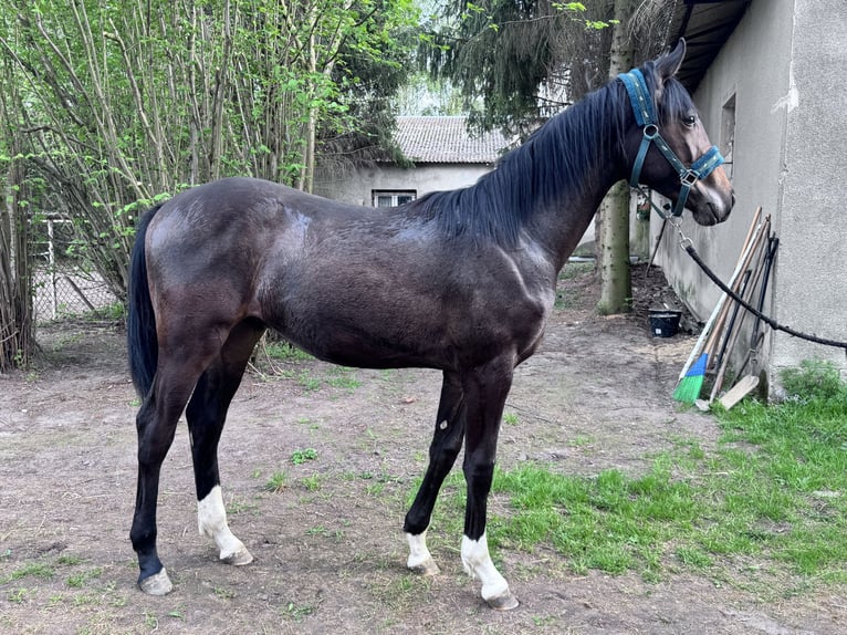 Zangersheide Semental 1 año 170 cm Castaño oscuro in Poznan