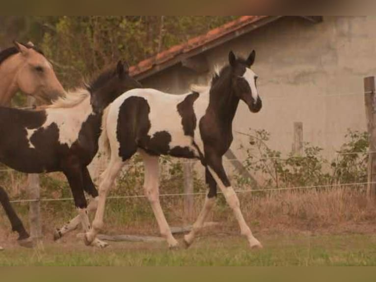 Zangersheide Semental 1 año 170 cm Negro in Saint André de cubzac
